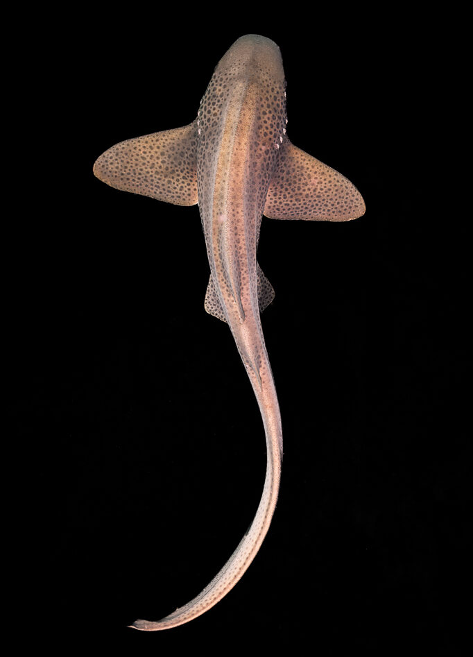 Mathew-Williams-Photography-Underwater-Leopard-Shark